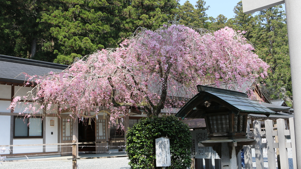 令和３年 桜の開花情報③をお届けいたします。《満開～散り始めです》 ◇明治天皇御製（ぎょせい）・昭憲皇太后御歌（みうた）に親しむ◇