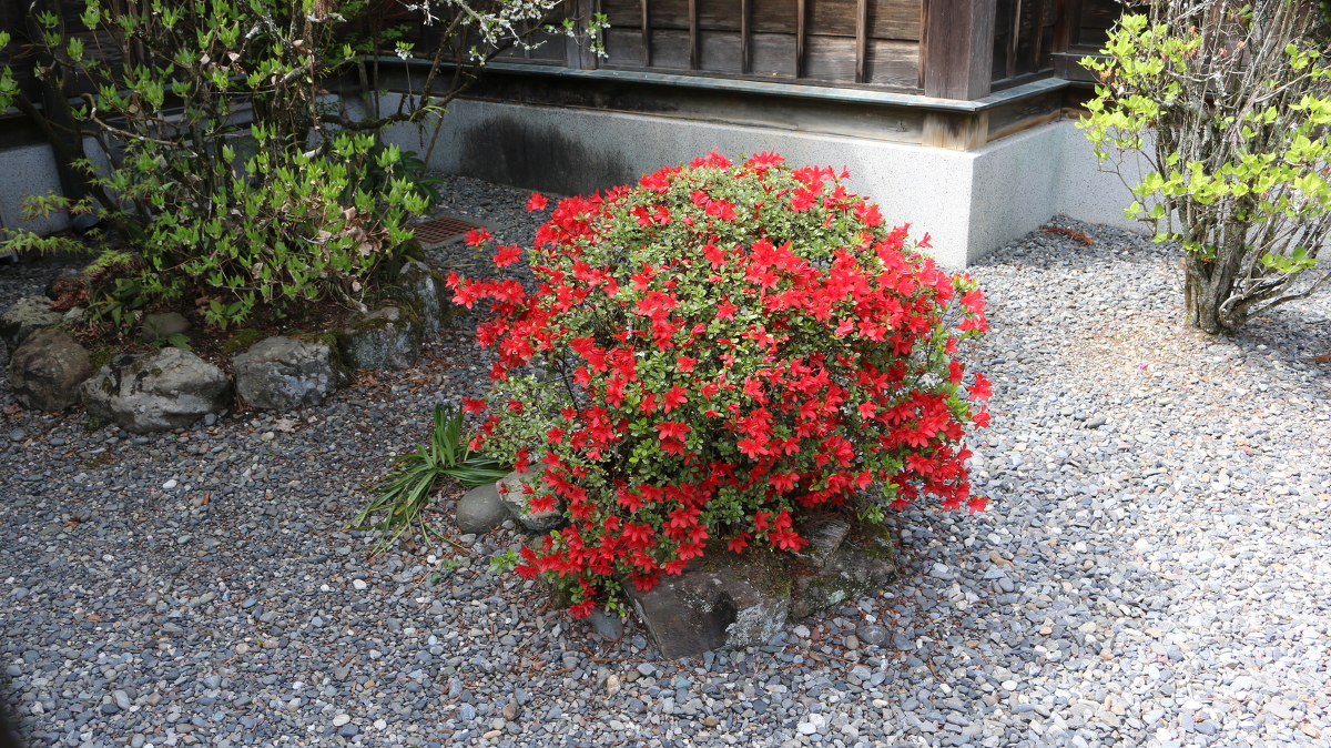 令和３年 桜の開花情報④をお届けいたします。《落花盛ん》※桜情報は最終更新です。 ◇明治天皇御製（ぎょせい）・昭憲皇太后御歌（みうた）に親しむ◇