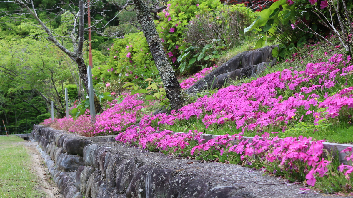 斎庭の草花 シラン・フタリシズカなどが開花しています。◆明治天皇御製（ぎょせい）・昭憲皇太后御歌（みうた）に親しむ◆