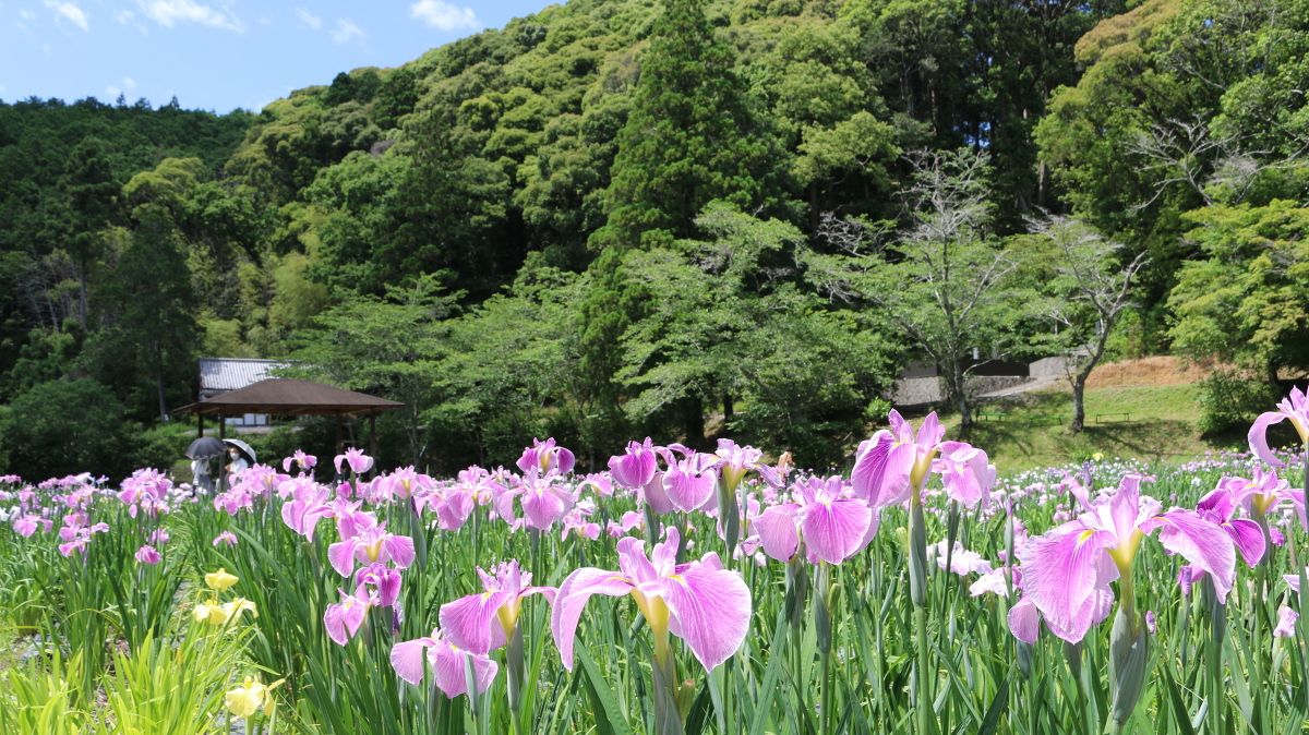 令和３年５月２０日（木） 小國神社の『一宮花しょうぶ園』が開園いたしました！ ◇明治天皇御製（ぎょせい）・昭憲皇太后御歌（みうた）に親しむ◇