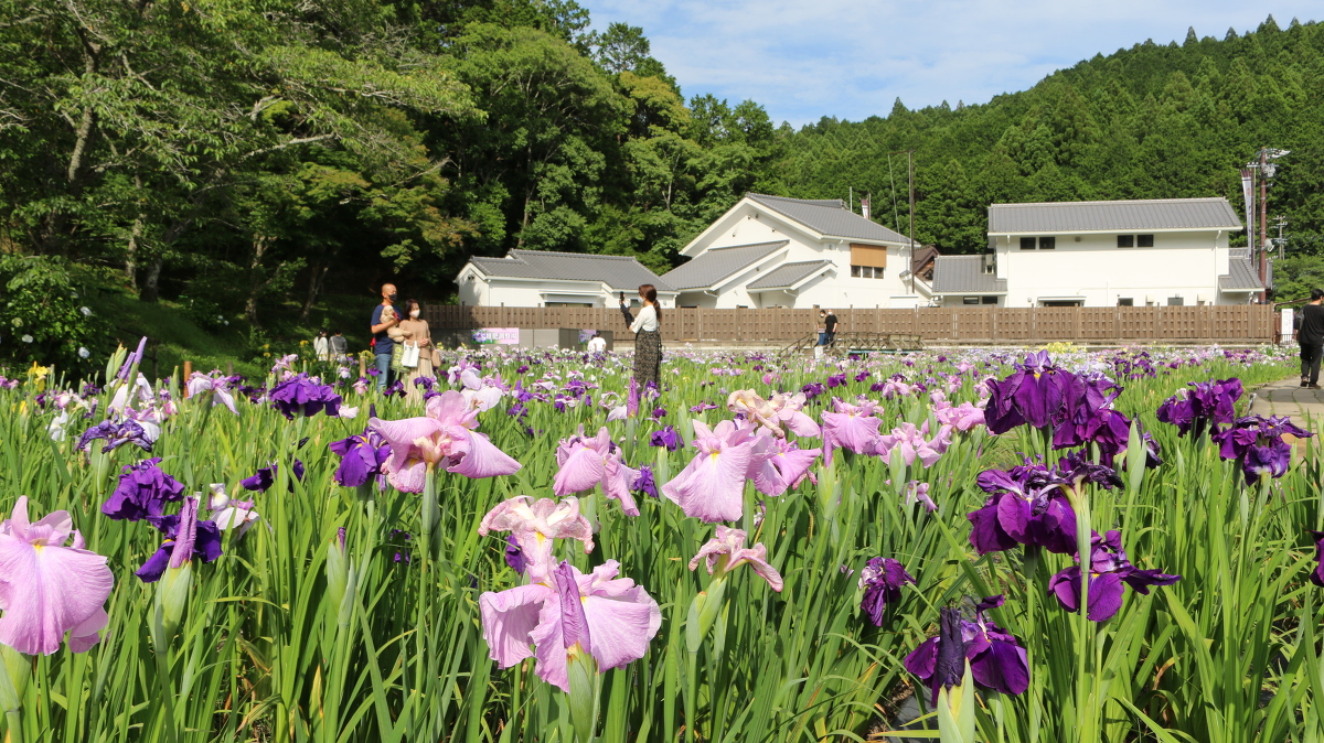 小國神社『一宮花しょうぶ園』が見頃を迎えています！ ～令和３年6月１３日（日)まで～ ◇明治天皇御製（ぎょせい）・昭憲皇太后御歌（みうた）に親しむ◇