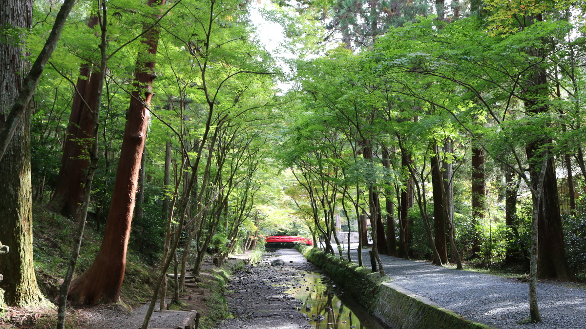 令和３年 紅葉情報のお知らせ① ～色づき始め～ ◇見頃は、１１月下旬～１２月上旬を予定しています◇