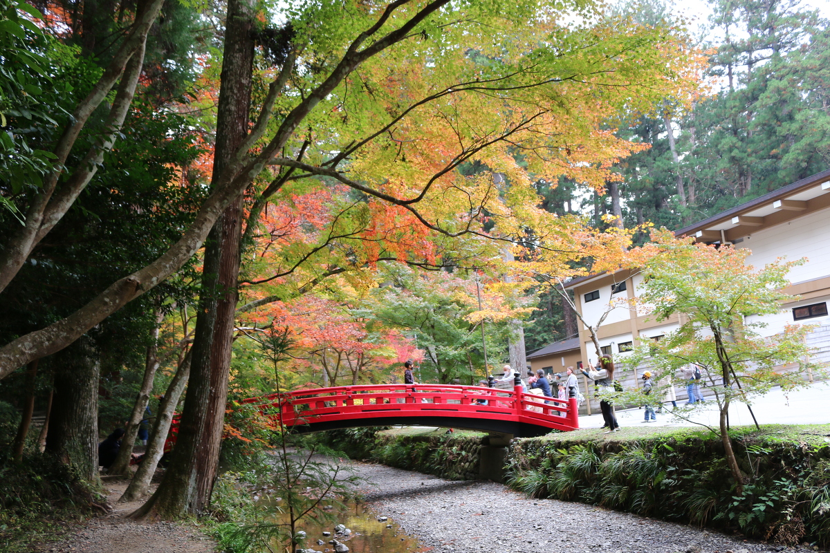 令和3年 紅葉情報のお知らせ③ ～見頃を迎えました～ ◇ライトアップを行っています◇