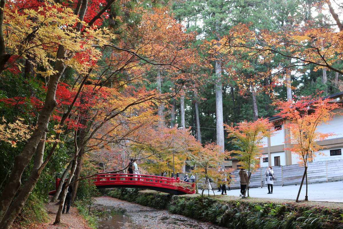 令和３年 紅葉情報のお知らせ④ ～散り始めています～ ◇１２月５日（日）までライトアップいたします◇