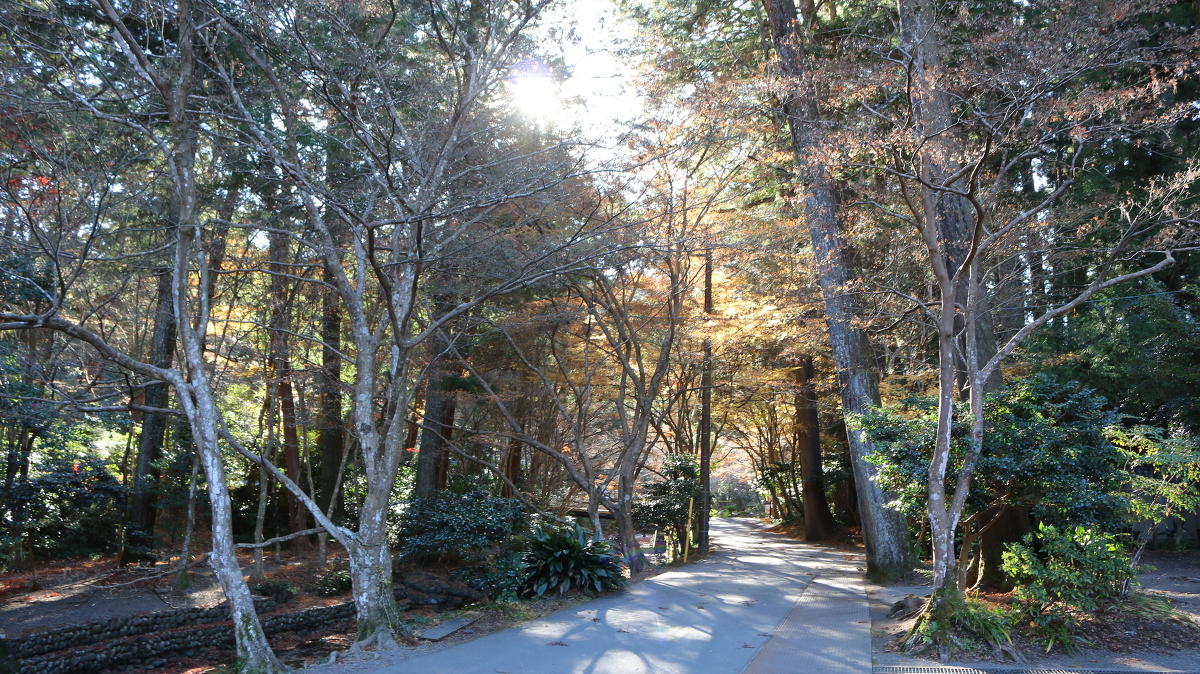 令和３年 紅葉情報のお知らせ⑤ ～落花盛ん～ ◇本年の紅葉情報の更新を終了します◇