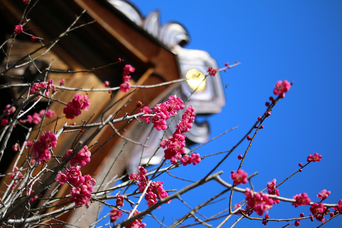 春の喜び～梅の花が咲き揃ってきました。～