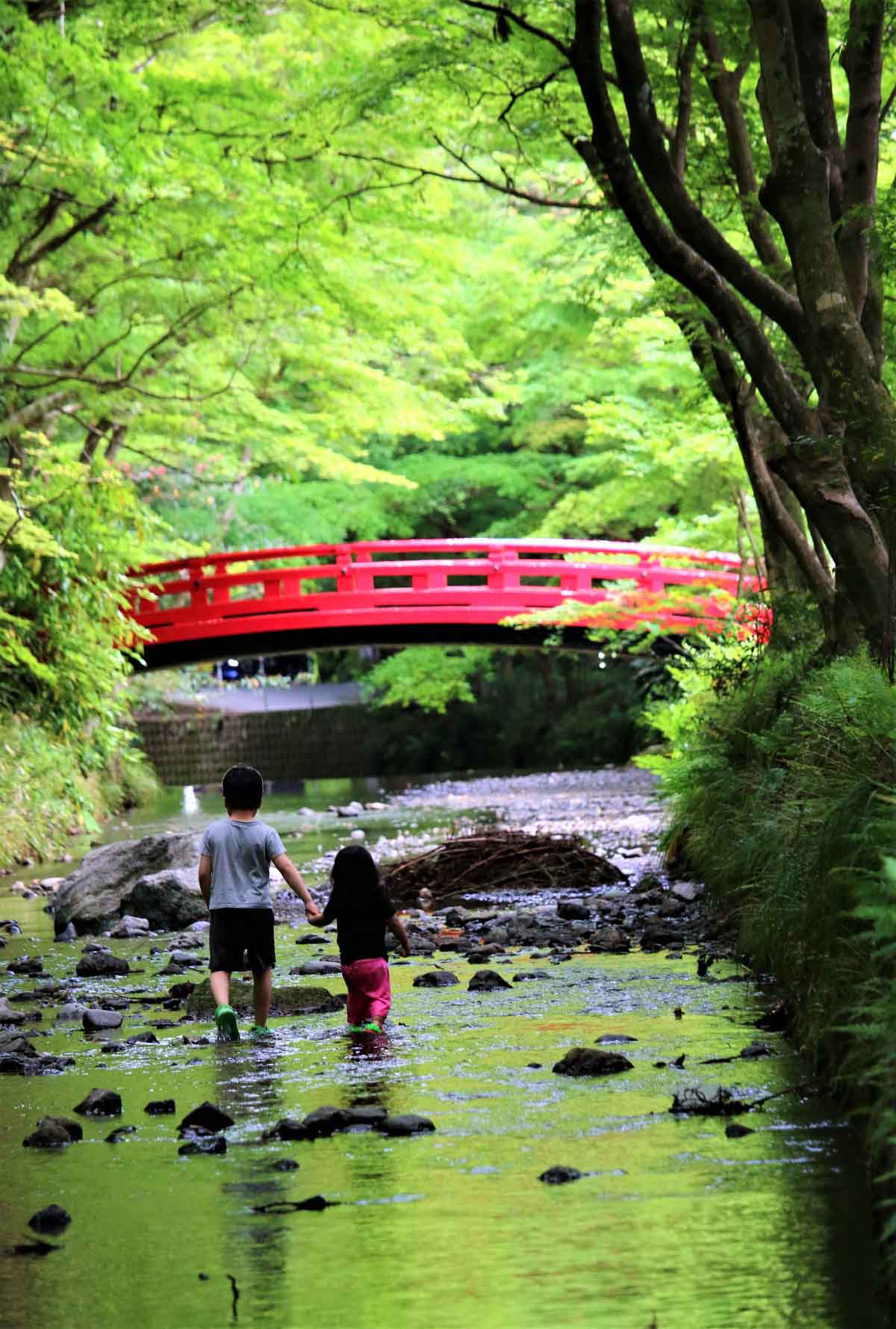 癒しの斎庭 鮮やかな青もみじが美しい季節です。○明治天皇御製（ぎょせい）・昭憲皇太后御歌（みうた）に親しむ○