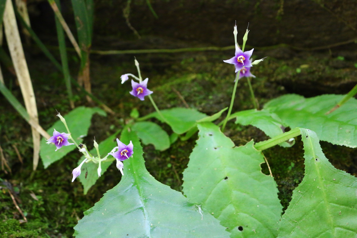 癒しの斎庭 季節を告げる花々が開花しています～イワタバコ・ウバユリ・ツユクサ・ヤブレカサなど～ ◆明治天皇御製（ぎょせい）・昭憲皇太后御歌（みうた）に親しむ◆