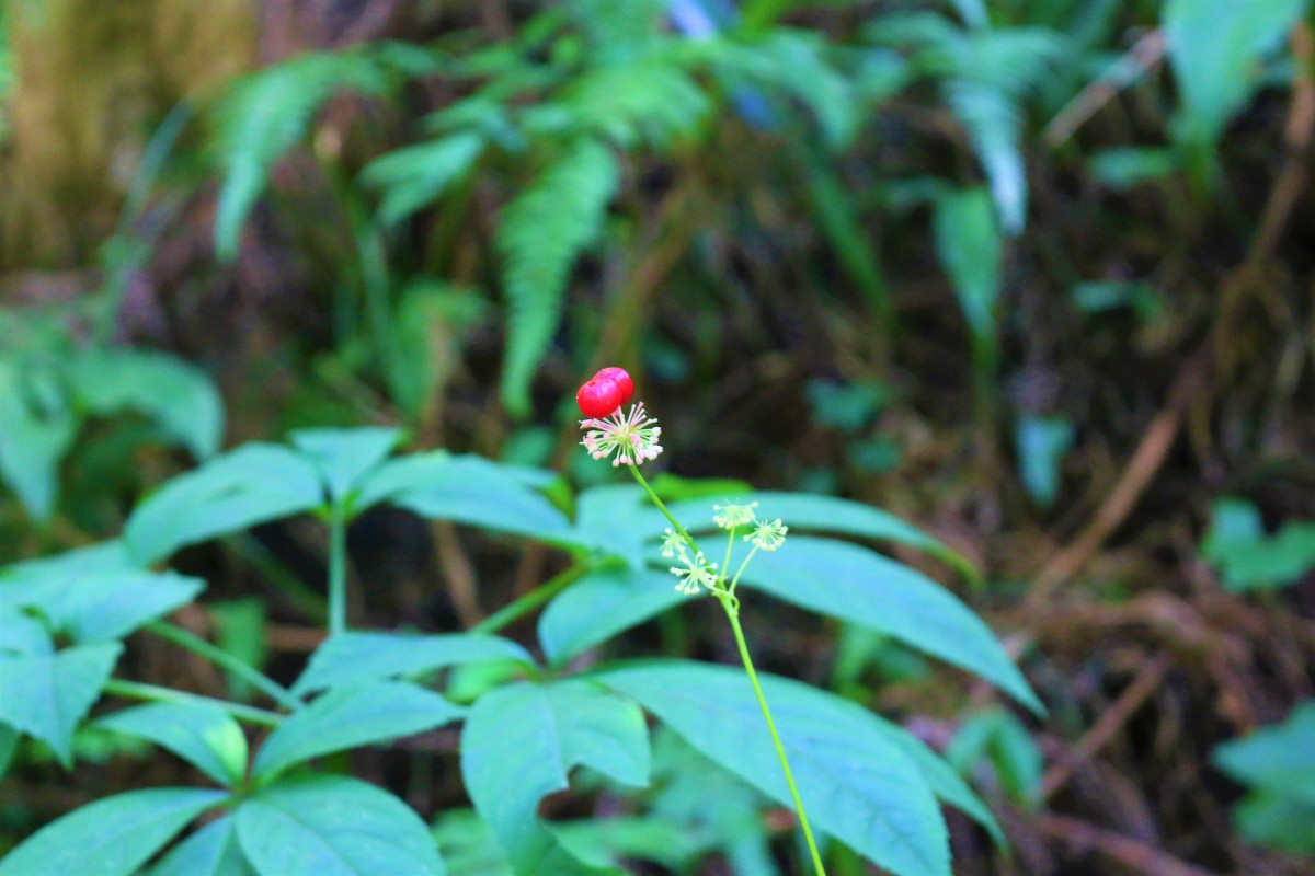 癒しの斎庭 季節を告げる花々が開花しています～トチバニンジン・ヤブラン・タカサゴユリ・シュウカイドウなど～ ◆明治天皇御製（ぎょせい）・昭憲皇太后御歌（みうた）に親しむ◆