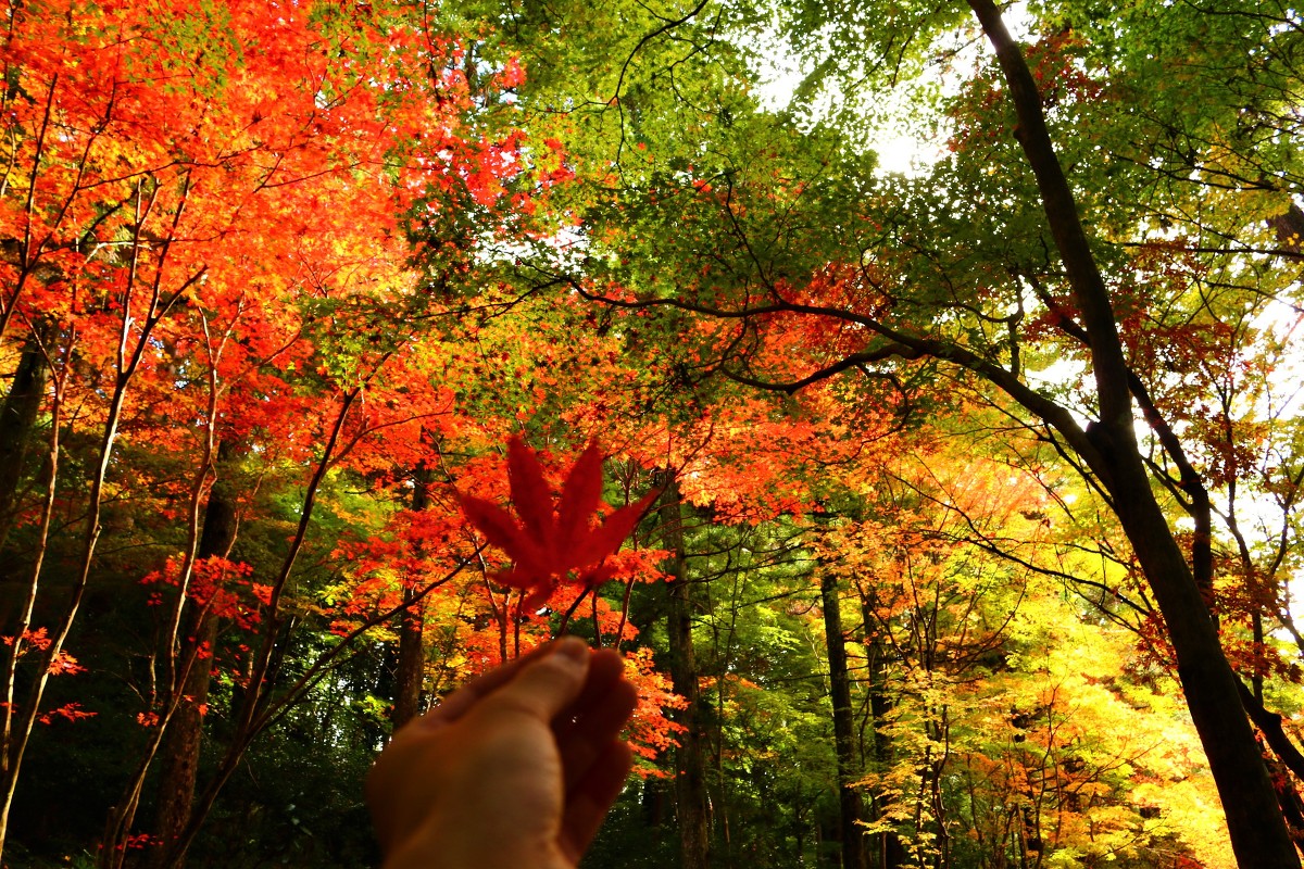 癒しの斎庭が錦に染まる（紅葉情報） ② ■見頃を迎えています・・・照紅葉■