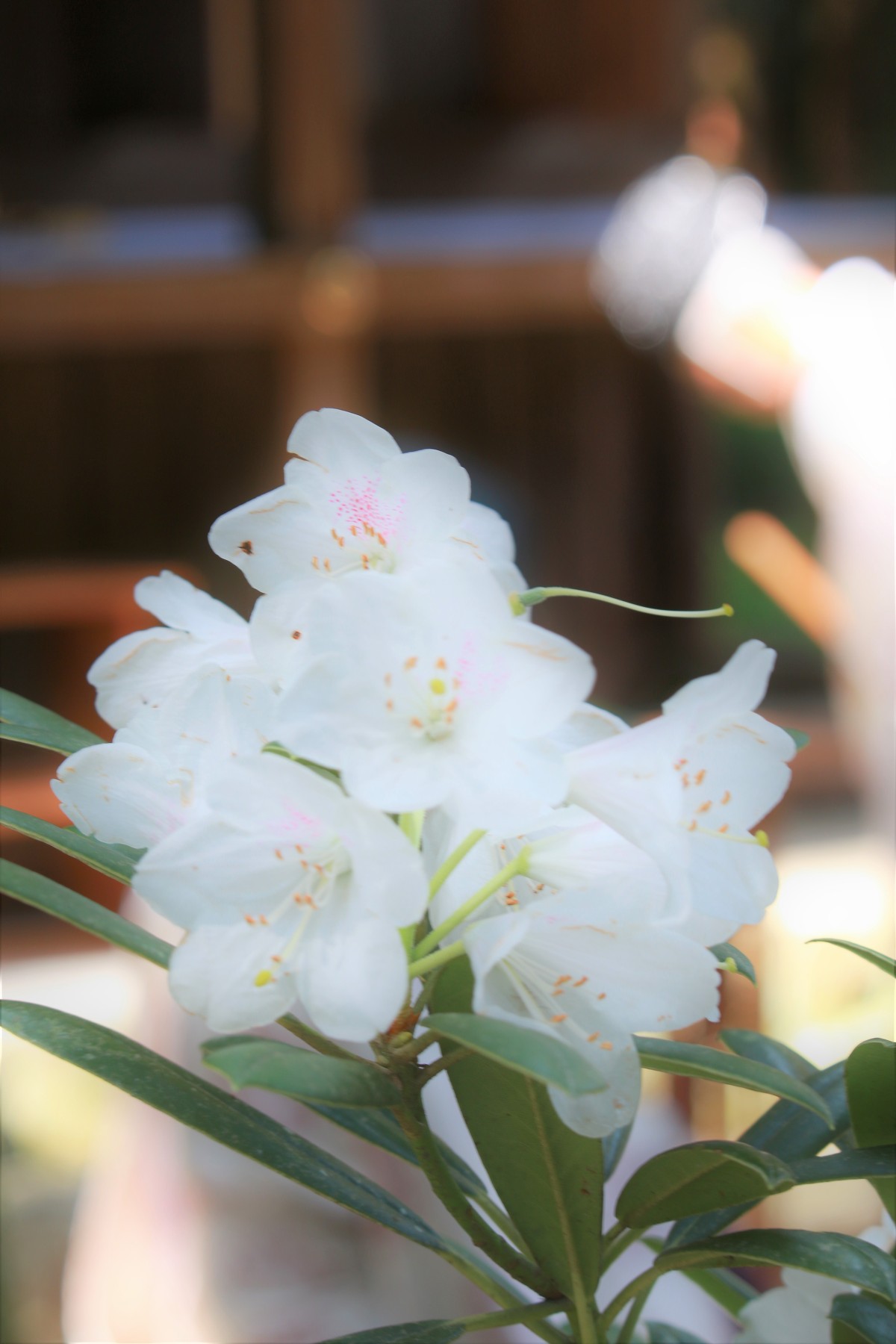 癒しの斎庭（ゆにわ） 桜に続き、シャクナゲが見頃です。◆明治天皇御製（ぎょせい）・昭憲皇太后御歌（みうた）に親しむ◆