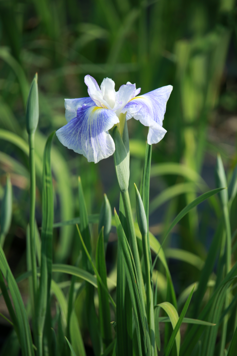 令和5年 一宮花しょうぶ園 開園のお知らせ 