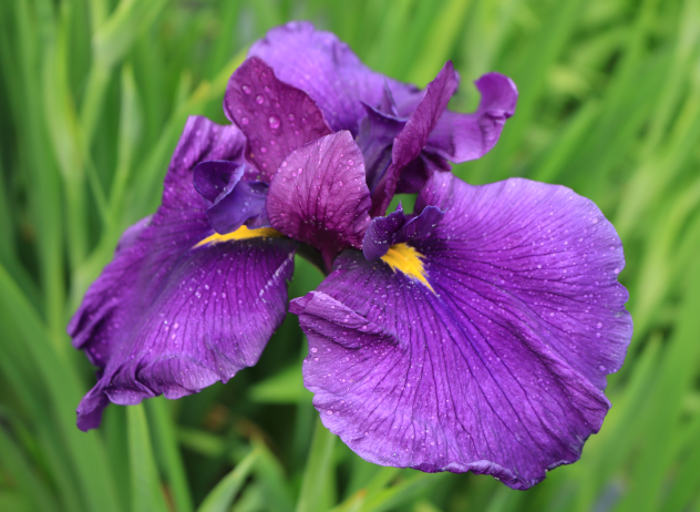 令和５年 一宮花しょうぶ園 開花状況②