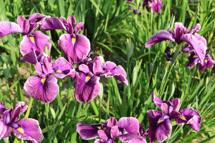 令和５年 一宮花しょうぶ園 閉園のお知らせ