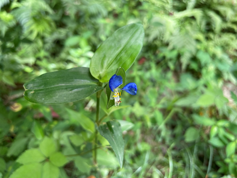 癒やしの斎庭に咲く花々～山野草の魅力に触れて～