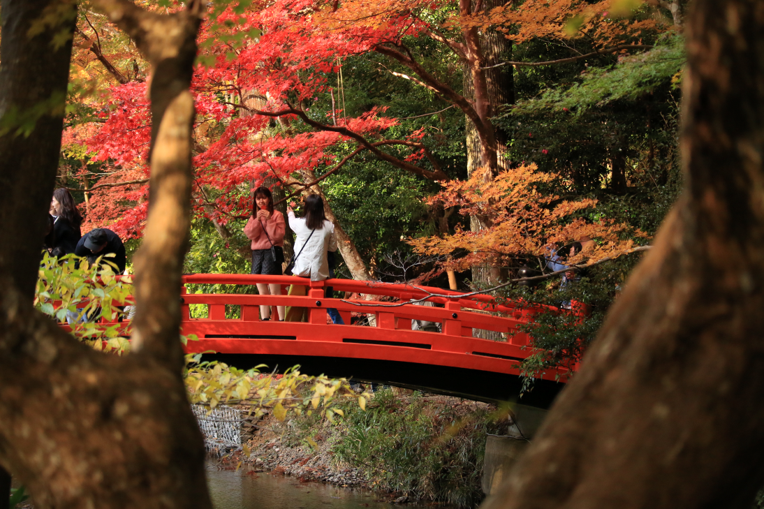 癒しの斎庭が錦に染まる（紅葉情報②） ■照紅葉■