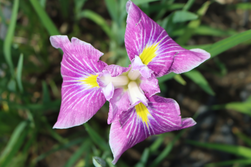 一宮花しょうぶ園 開花状況・割引入園のご案内① ◆明治天皇御製（ぎょせい）・昭憲皇太后御歌（みうた）に親しむ◆