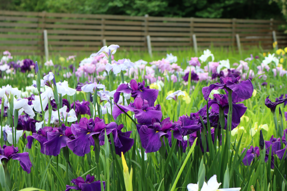 令和6年 一宮花しょうぶ園 閉園のお知らせ