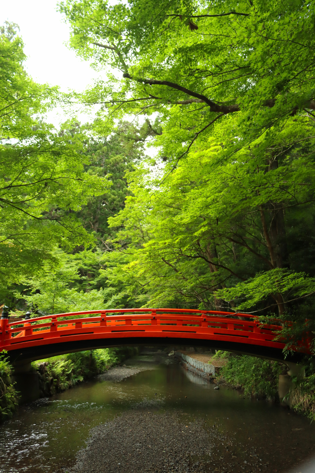 新緑に染まる癒やしの斎庭 青もみじが見頃です○明治天皇御製（ぎょせい）・昭憲皇太后御歌（みうた）に親しむ○