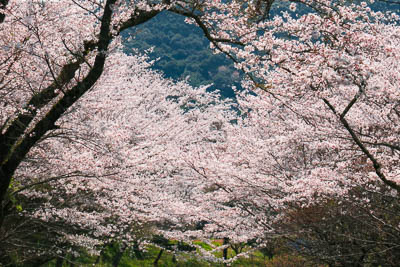 小國神社「桜」