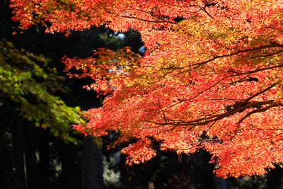 小國神社「紅葉」