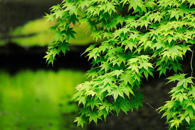 小國神社「新緑」